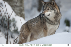 Bild12-Wolf