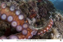 Bild7-Oktopus