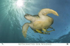 Bild9-Meeresschildkröte